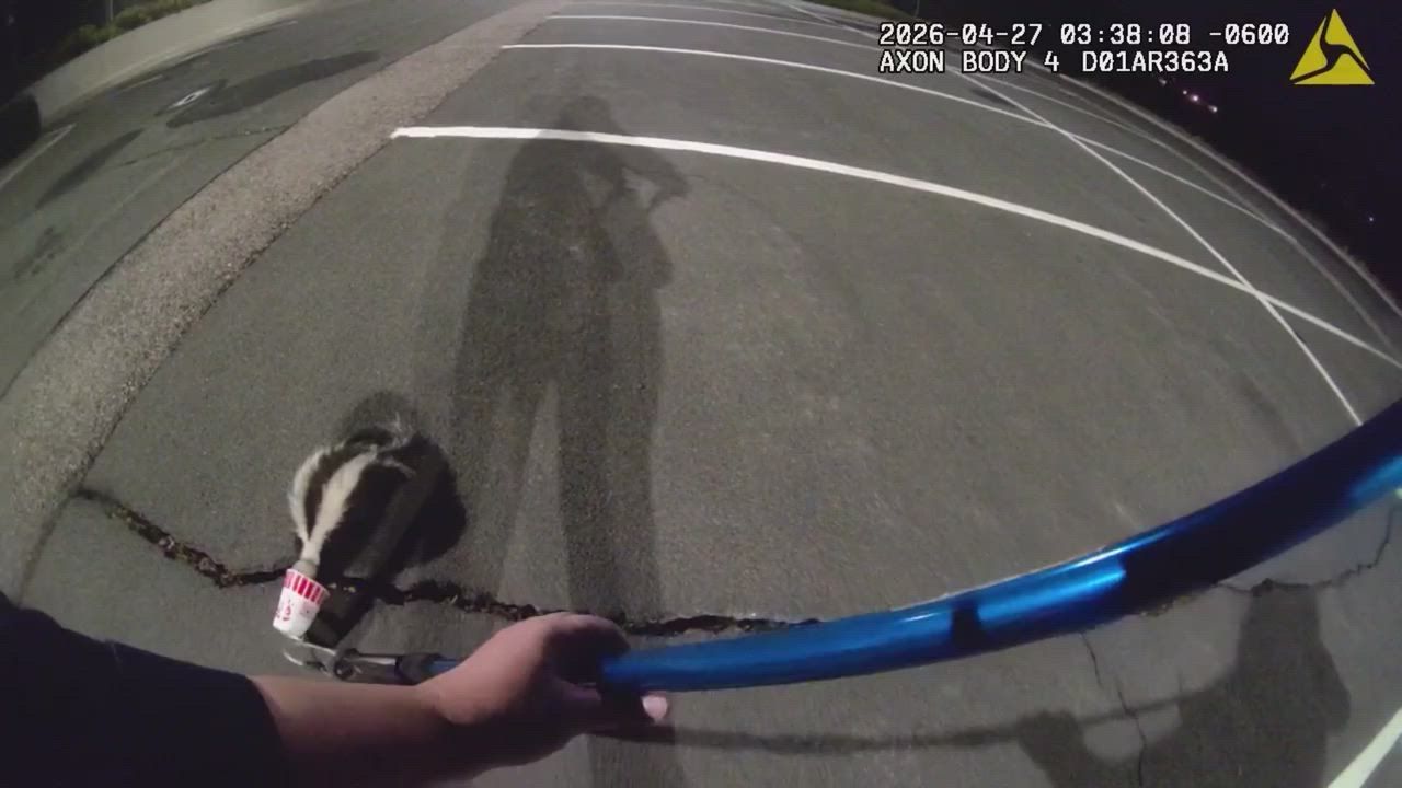 Video: US: Stinktier mit Becher über dem Kopf in Colorado von Polizei gerettet