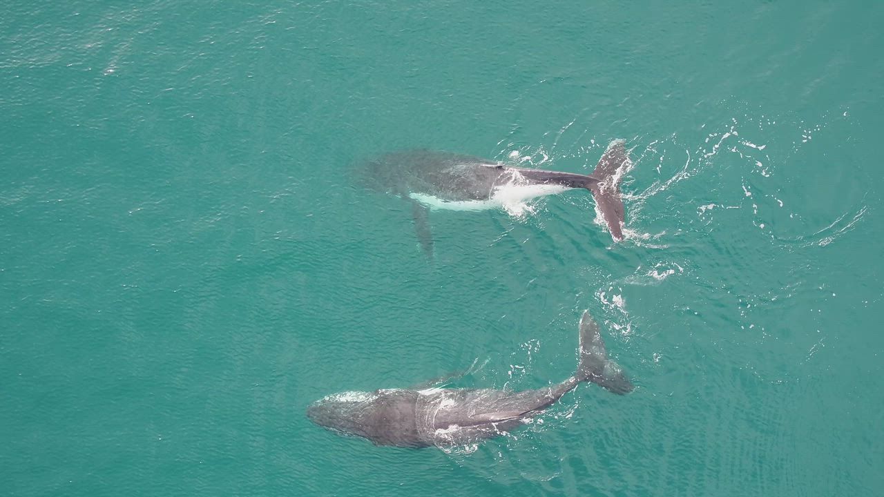 Video: Half the world a whale! Buckelwale unternehmen rekordverdächtige Wanderungen von Australien nach Brasilien