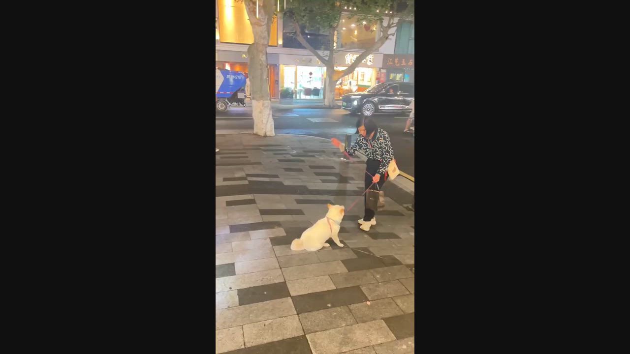 Video: China: Chinesischer Hund weigert sich, einen Joghurtladen zu verlassen, weil er eine Leckerei will