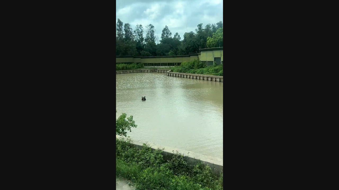 Video: China: Schwarzbär schwimmt allein mit ernstem Gesichtsausdruck in China