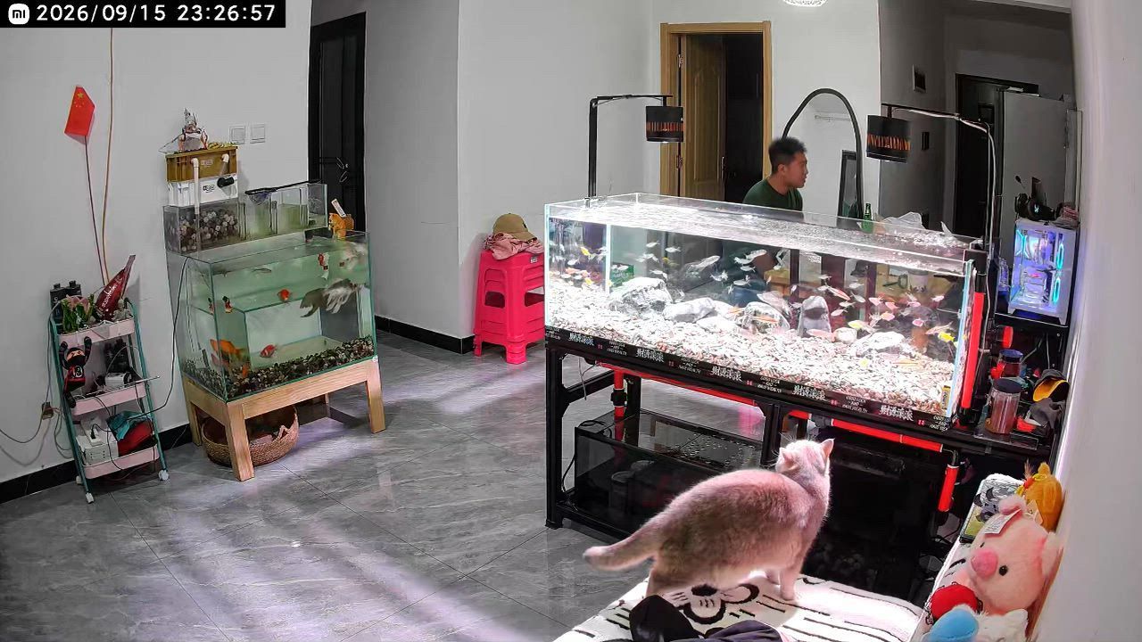 Video: China: Katze springt in Aquarium und verursacht Chaos in einem Haus in Yunnan, China
