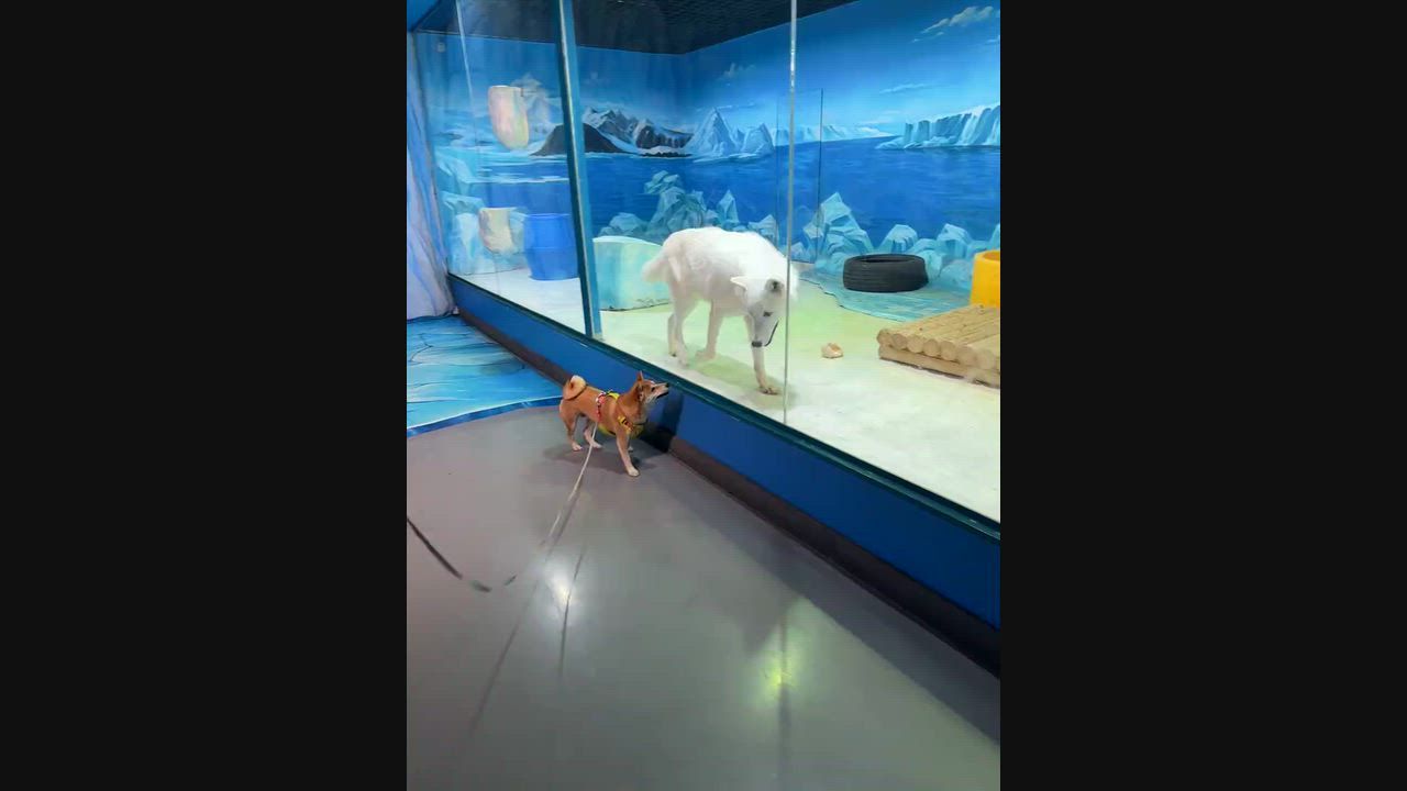 Video: China: Hund und arktischer Wolf folgen einander spielerisch durch Glasscheibe in Heilongjiang, China