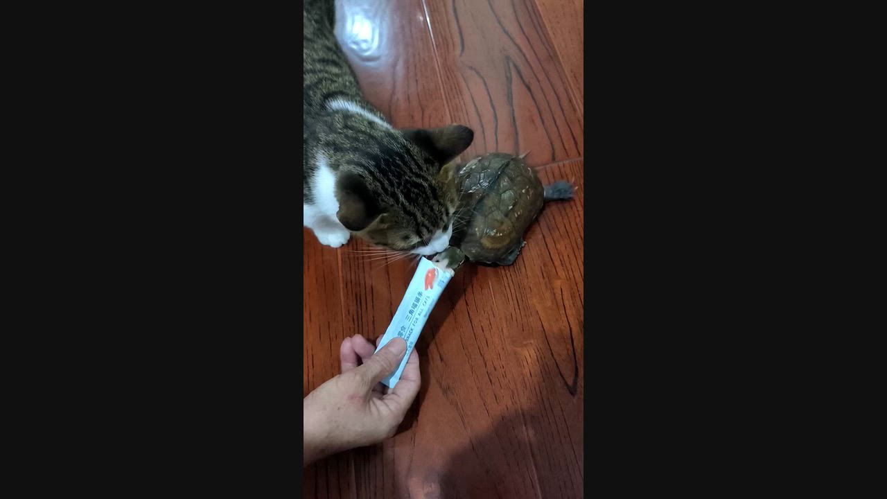Video: China: Hartnäckige Schildkröte jagt Katze, nachdem Leckerli in Zhejiang, China weggenommen werden