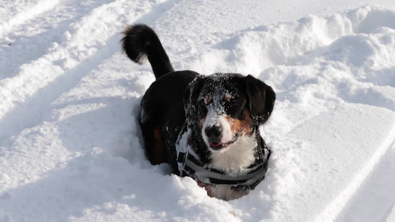 Hundebesitzer aufgepasst: Das sind die Gefahren im Winter