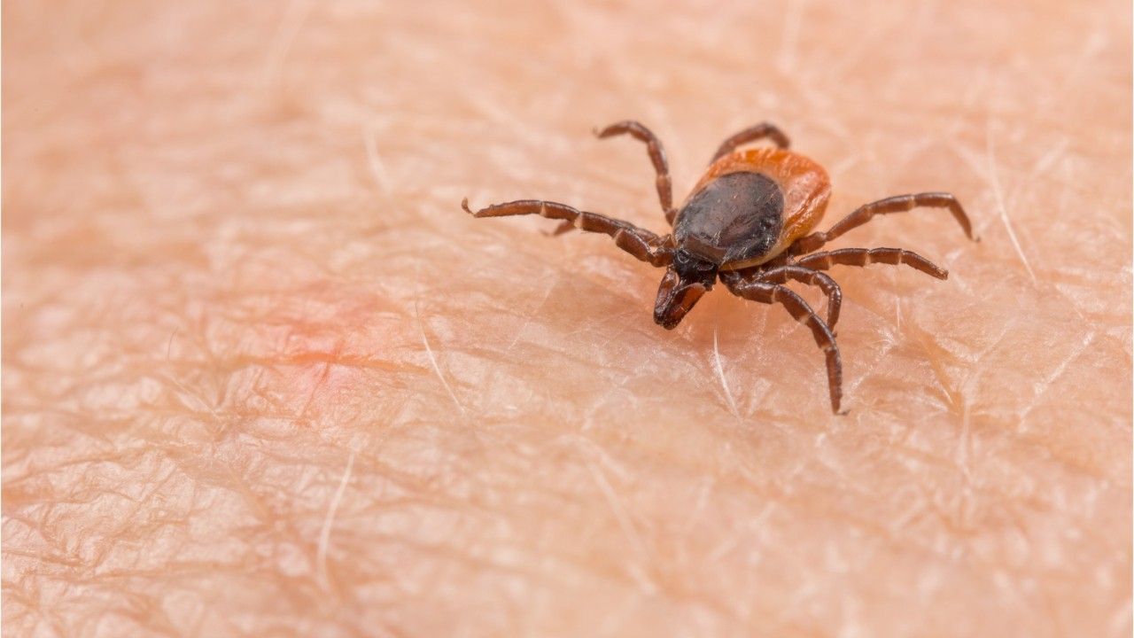 Before the tick bite: tablet to protect against Lyme disease