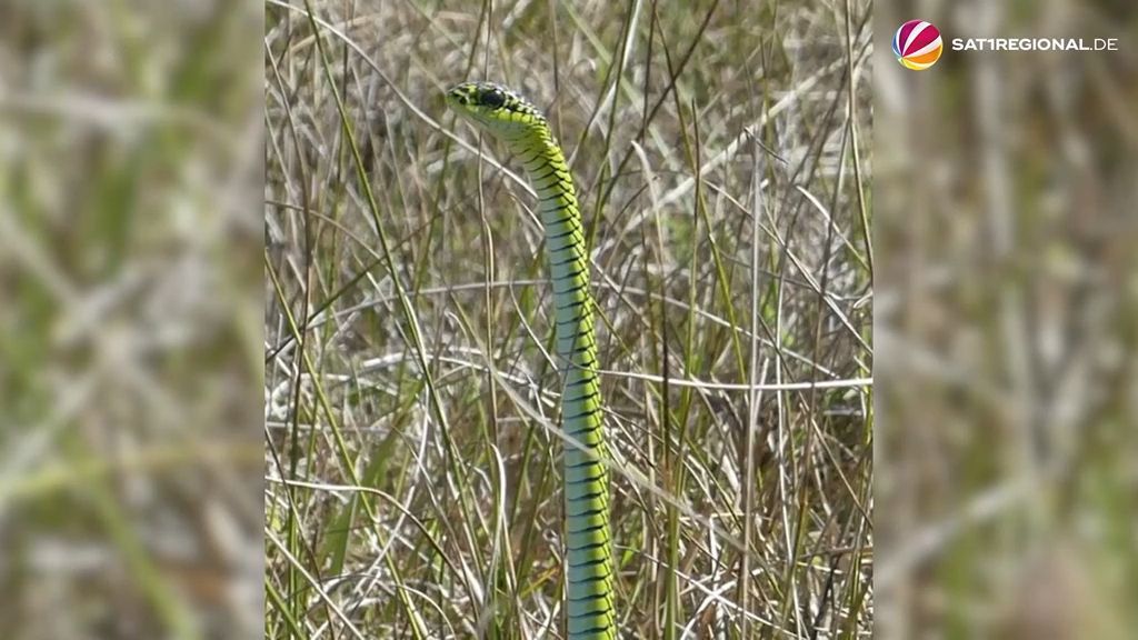 Giftschlange in Oeversee in Schleswig-Holstein gesichtet