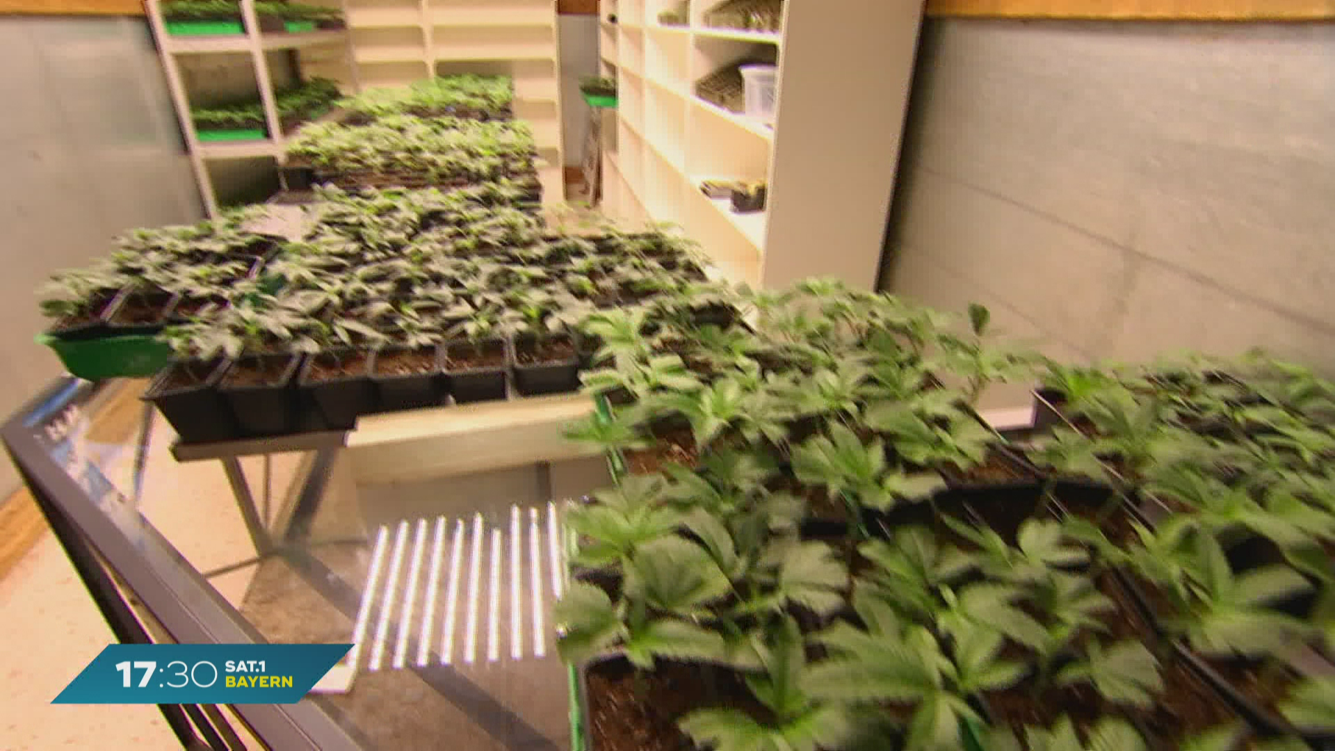 Cannabis-Anbau in Bayern: Bisher wenig Anträge eingereicht