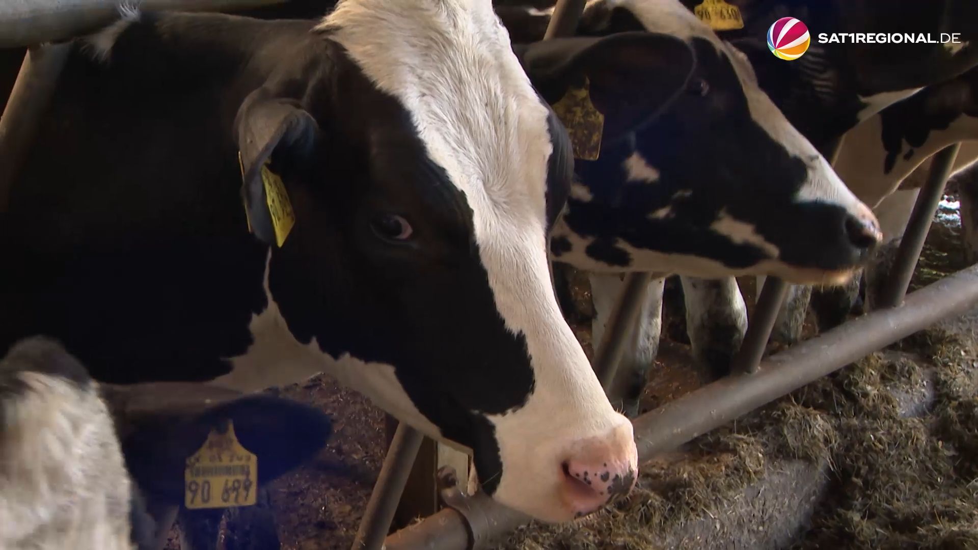 Vogelgrippevirus befällt Rinder in den USA – wie ist die Lage in Schleswig-Holstein?