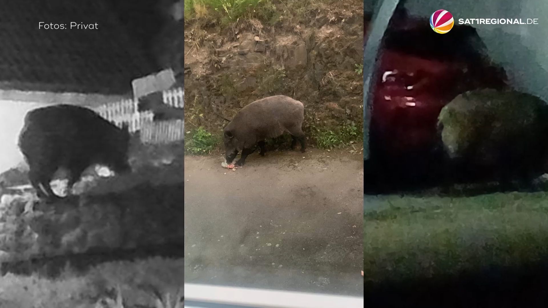Probleme mit Wildschweinen: Braunlage will Tiere vertreiben