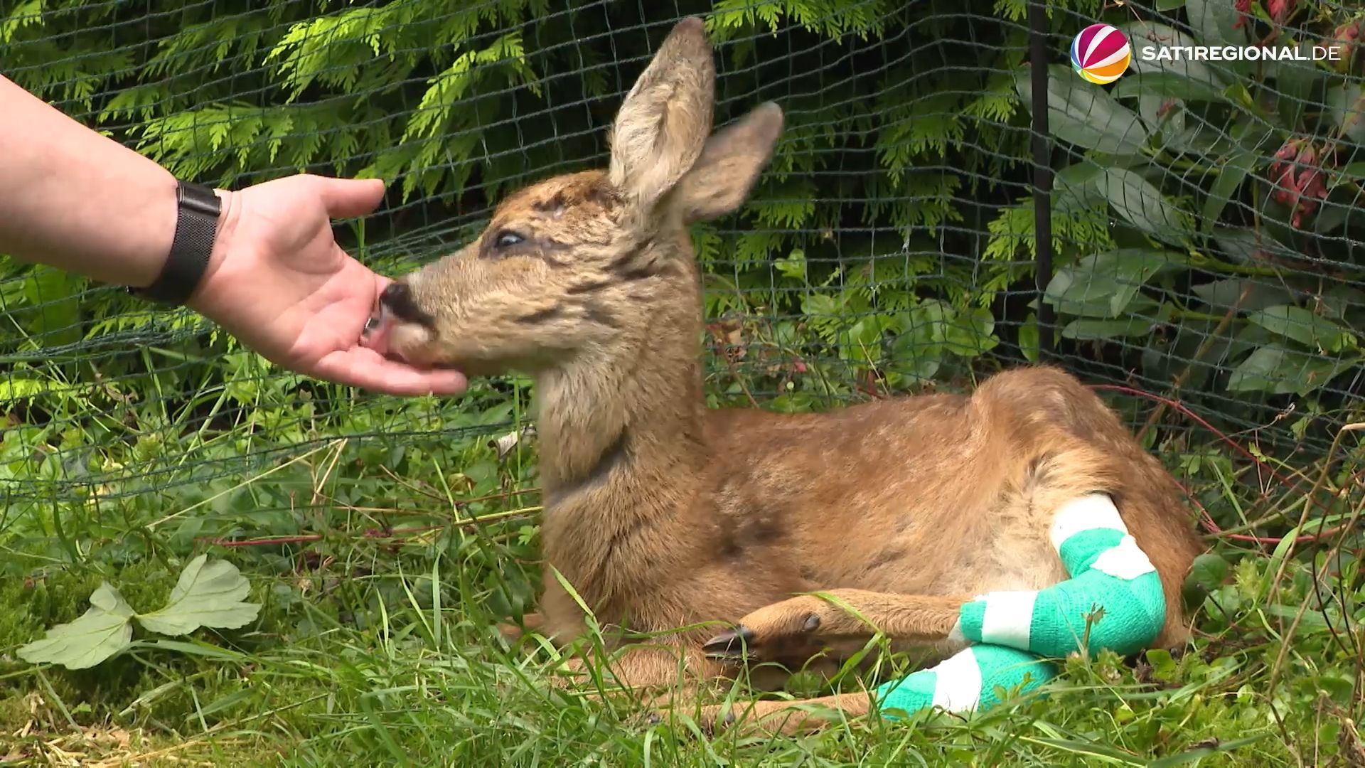 Schwer verletztes Rehkitz: Zieheltern päppeln Tier auf