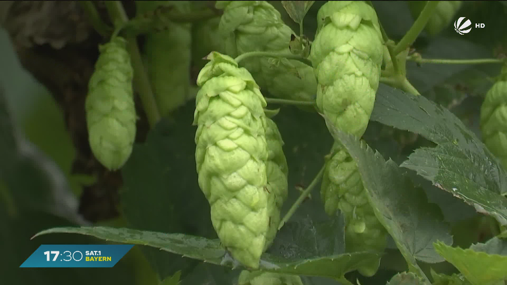 Hopfenernte in Bayern: Hallertau mit positiver Bilanz