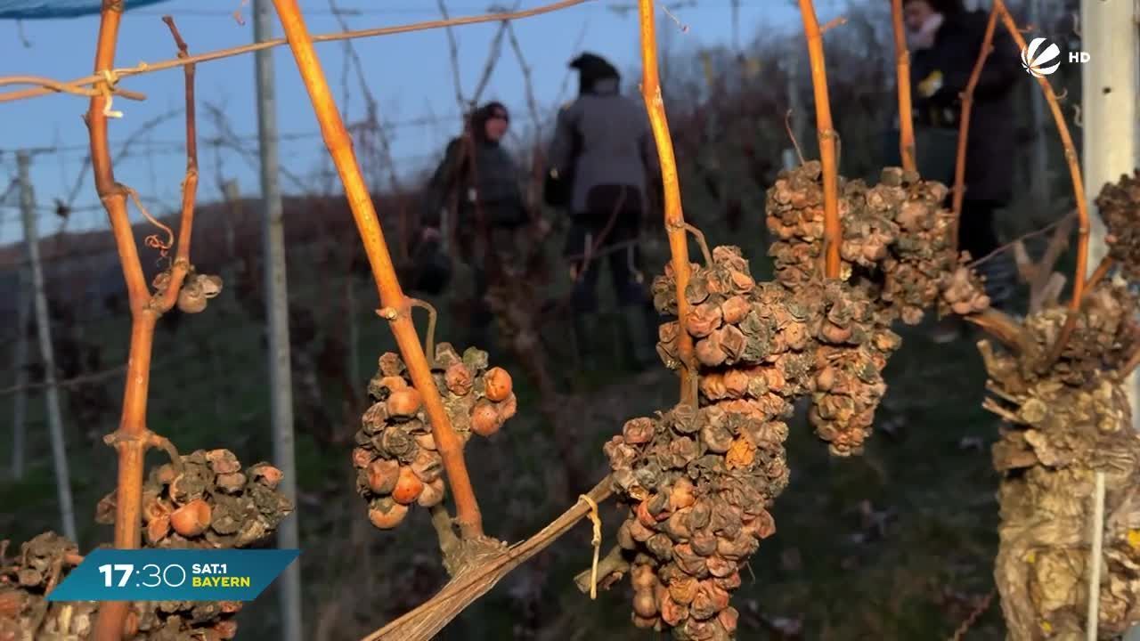 Eiswein-Lese in Franken: Süßer Geschmack dank Minusgrade