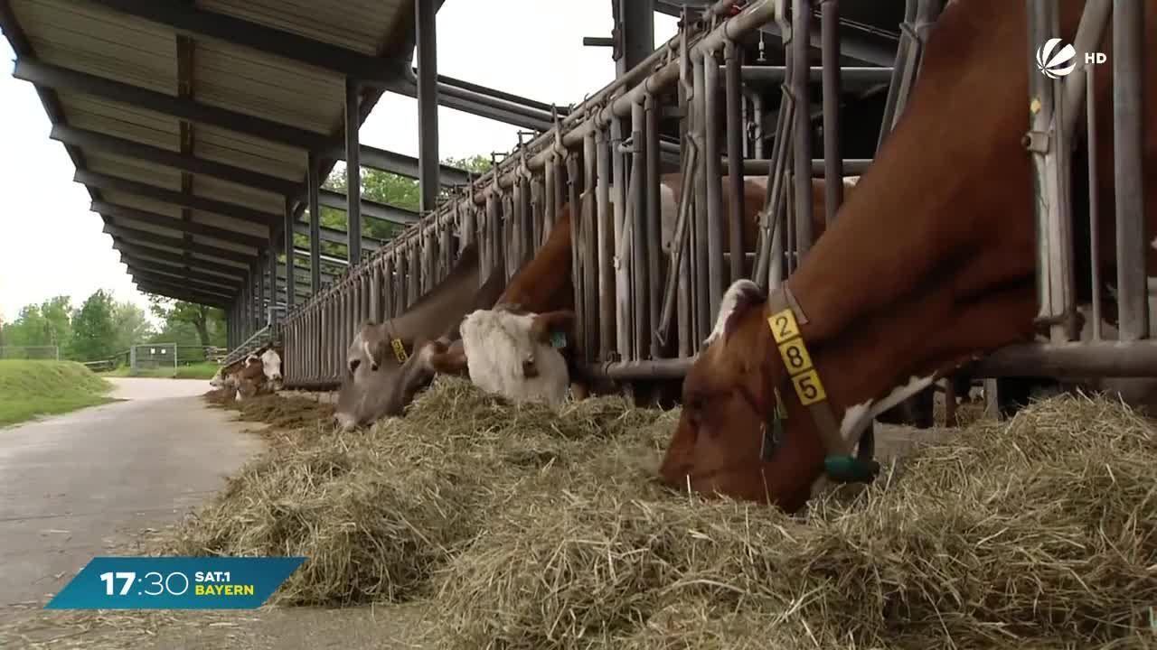 Weniger Rinder in Bayern: Milchkuhhaltung geht zurück