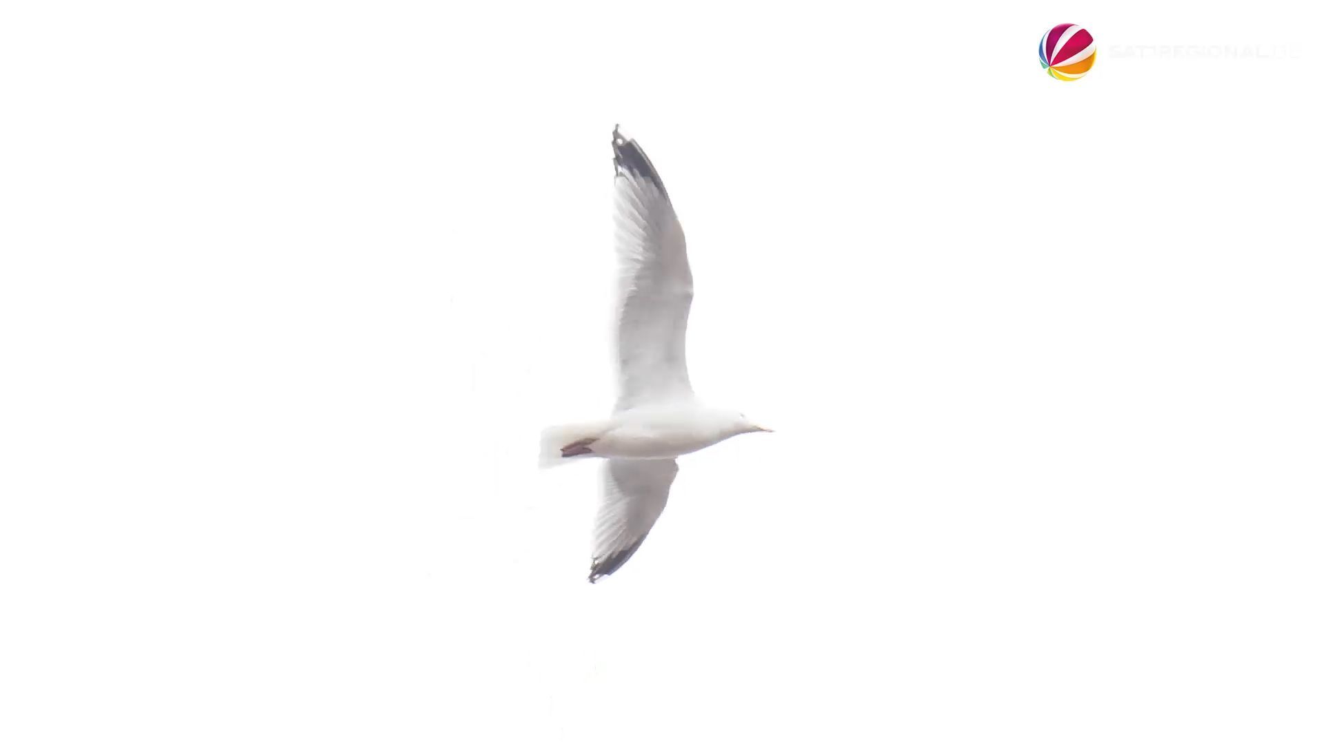 Seagulls: Sonderburg on the Flensburg Fjord allows hunters to shoot them