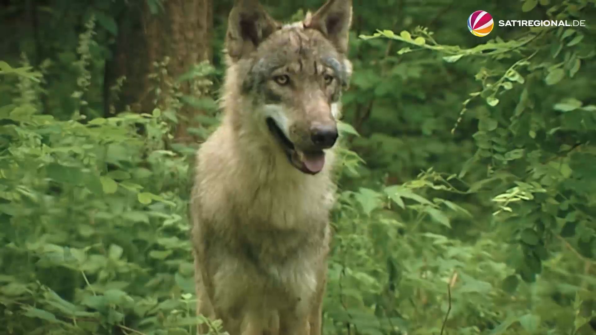 Genehmigung für Wolfsabschuss im Landkreis Leer durch Eilantrag gestoppt