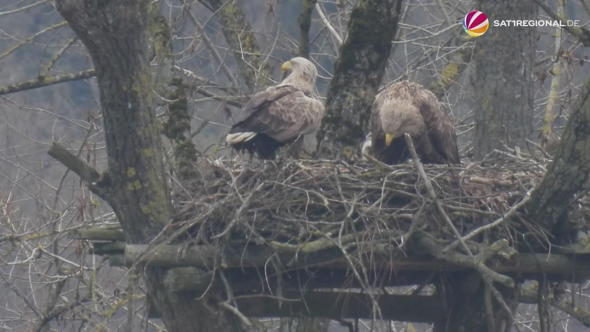 Seeadler-Nachwuchs in Schleswig zum 11. Mal in Folge
