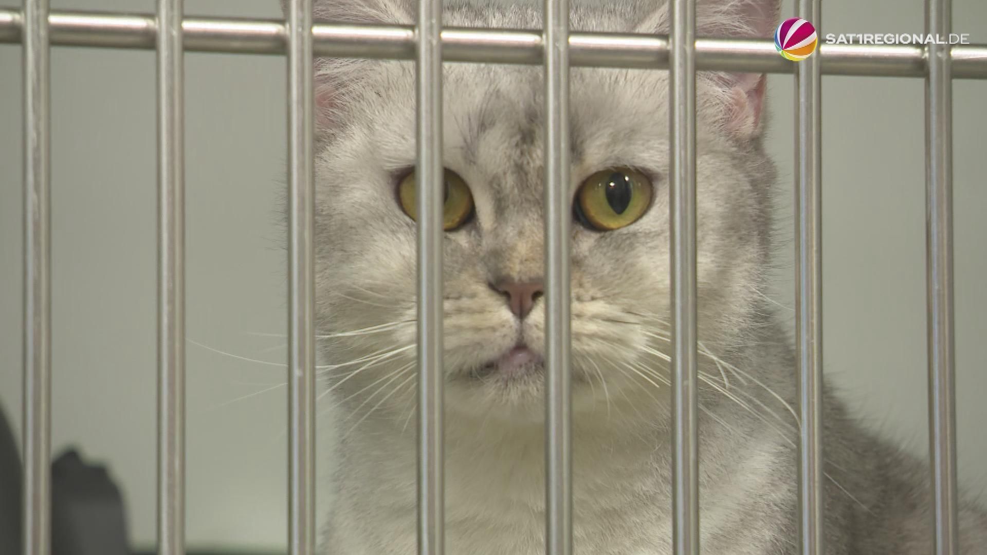 Video: Hamburger Tierheim Süderstraße an der Belastungsgrenze