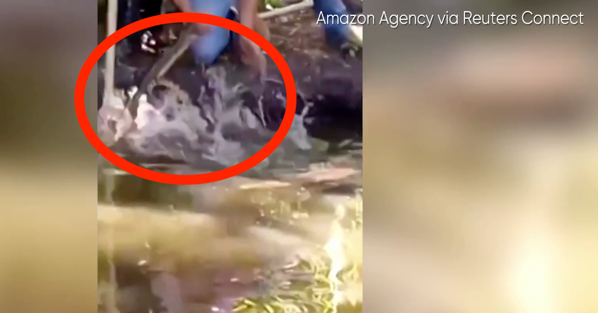 Three-meter long Anaconda rescued in Brazil