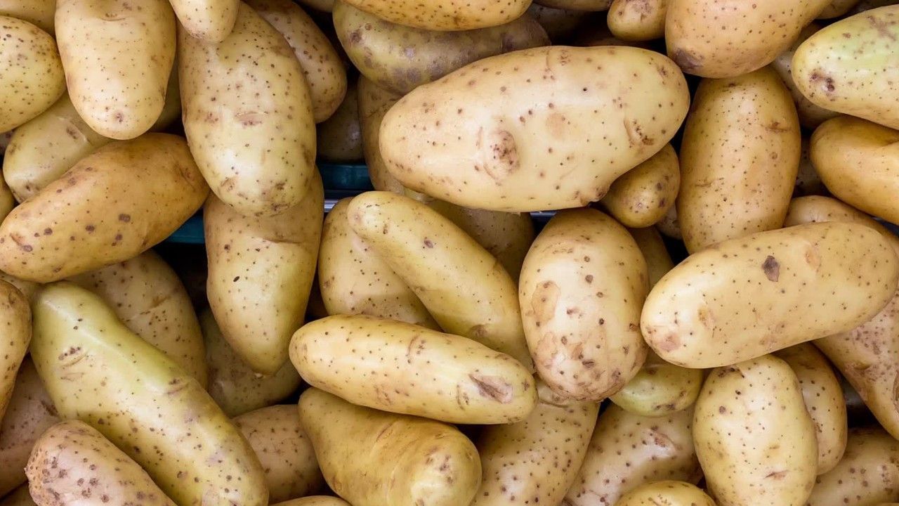 Bedroht diese Zikade die deutsche Kartoffelernte?