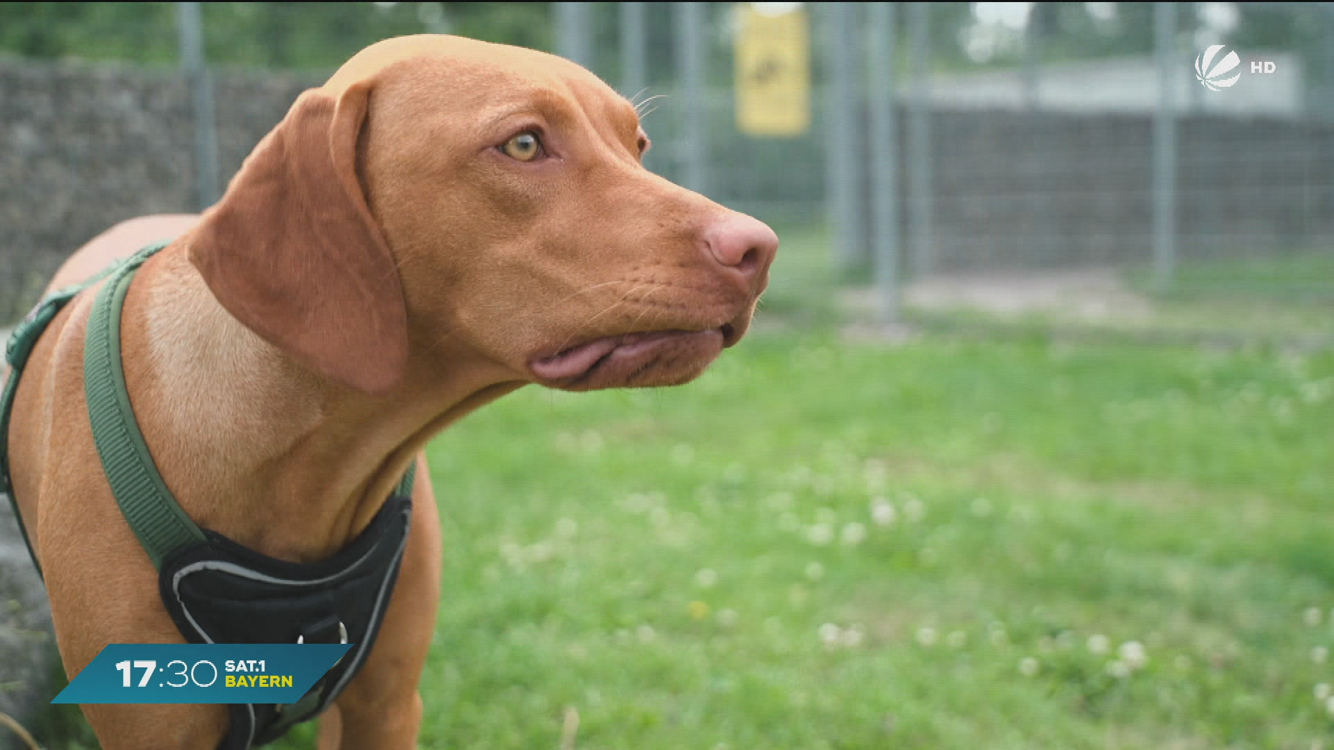 Video: Hunde-Drama in München: Wohin kommt gequälte Hündin Bella?