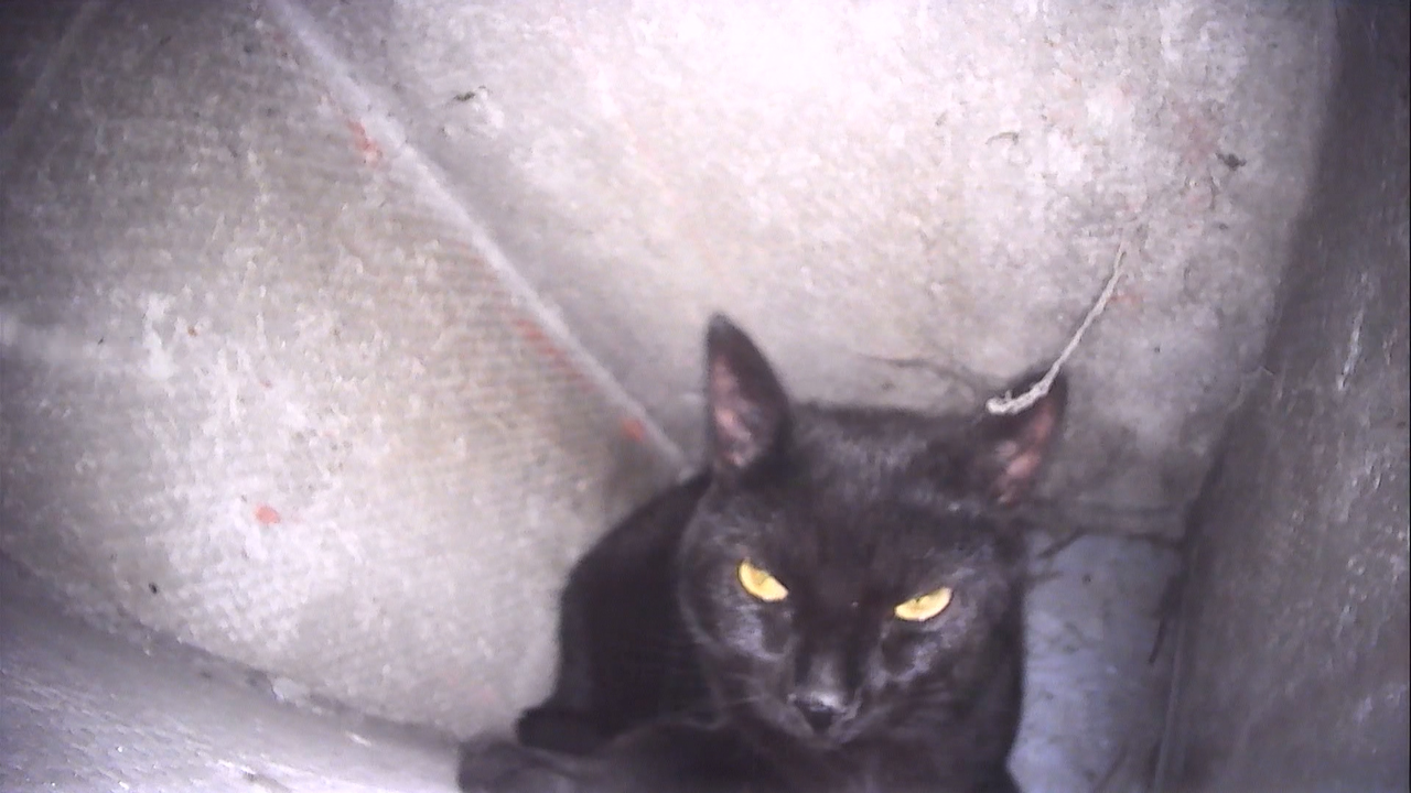 Video: Heikle Rettungsaktion: Düsseldorfer Feuerwehr befreit Elly, die Katze