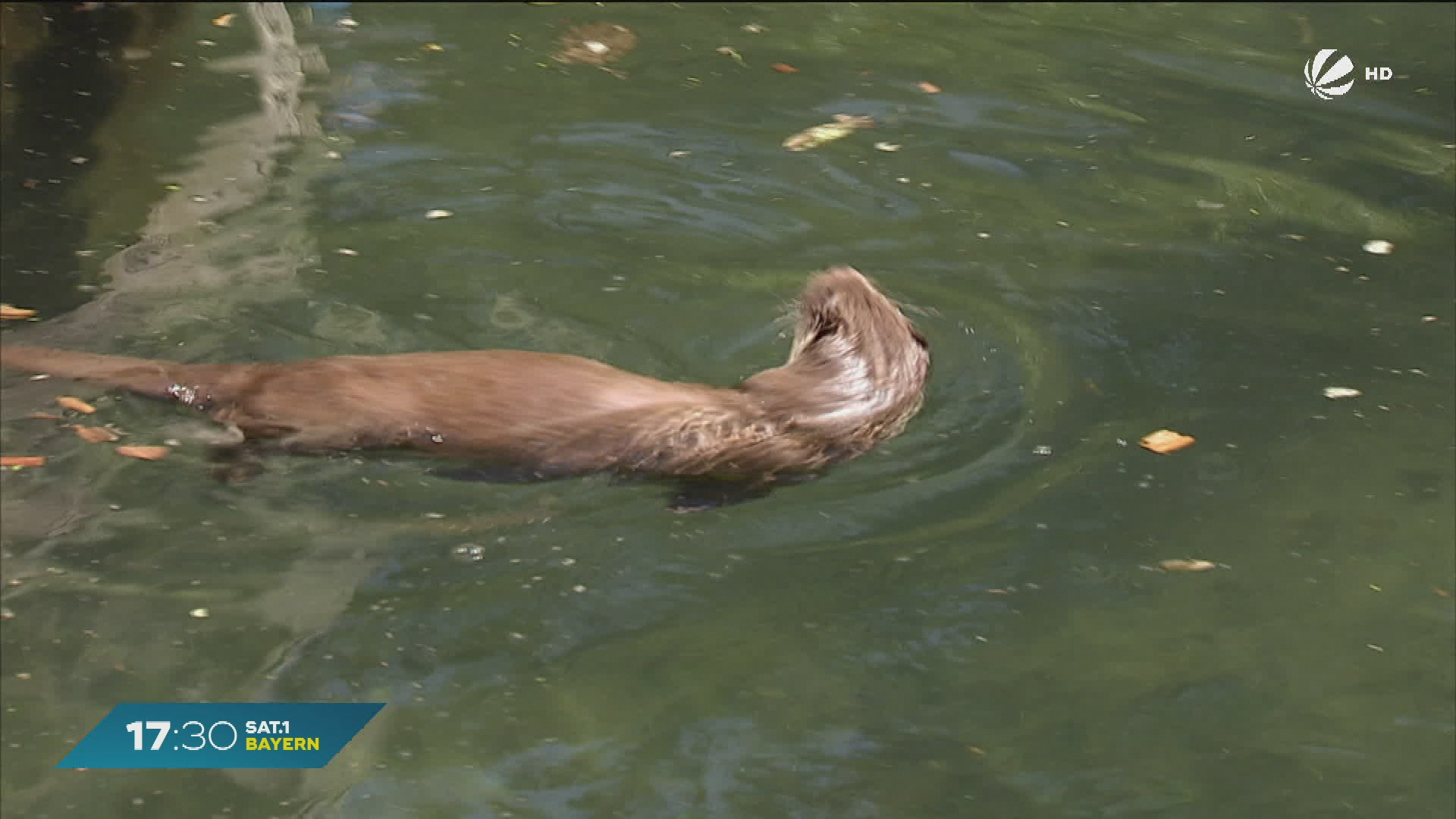 Video: Fischotter-Abschuss gestoppt: Gericht stärkt Artenschutz in Oberfranken