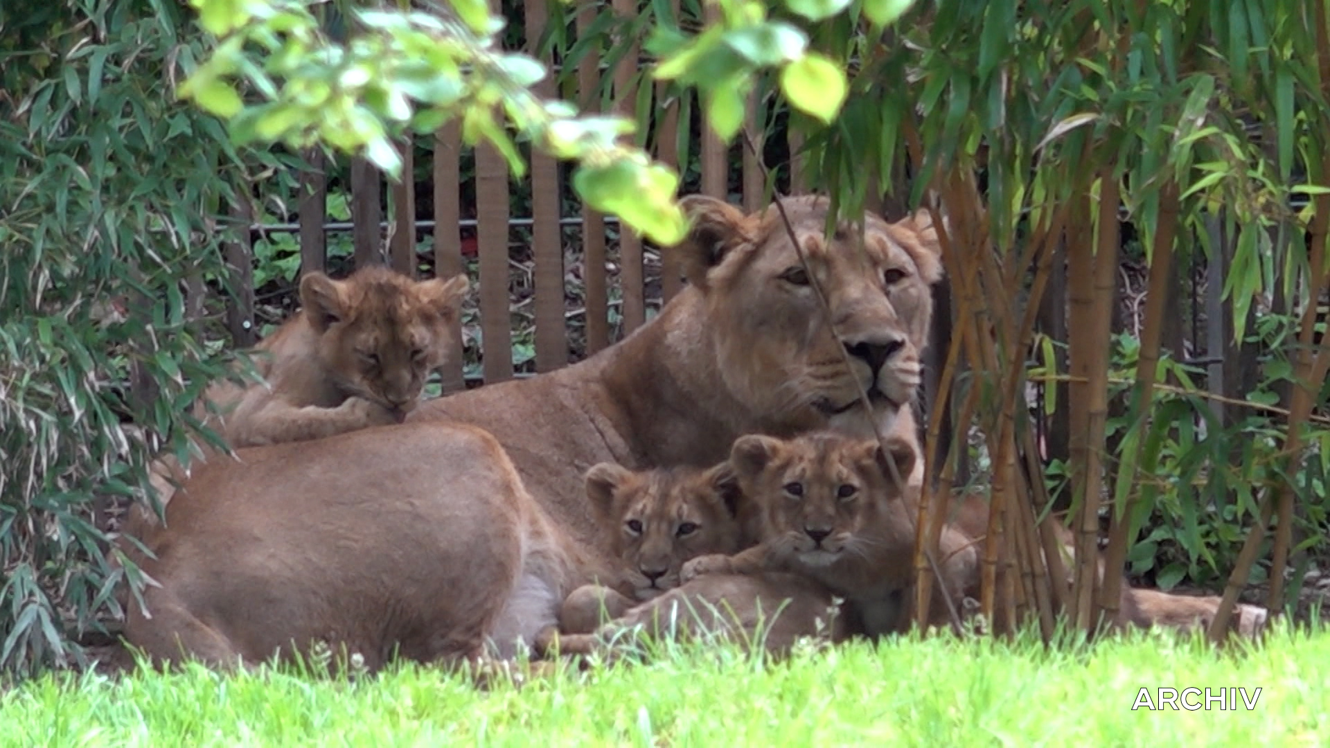 Video: Kontroverse um eingeschläferte Löwenbabys im Kölner Zoo