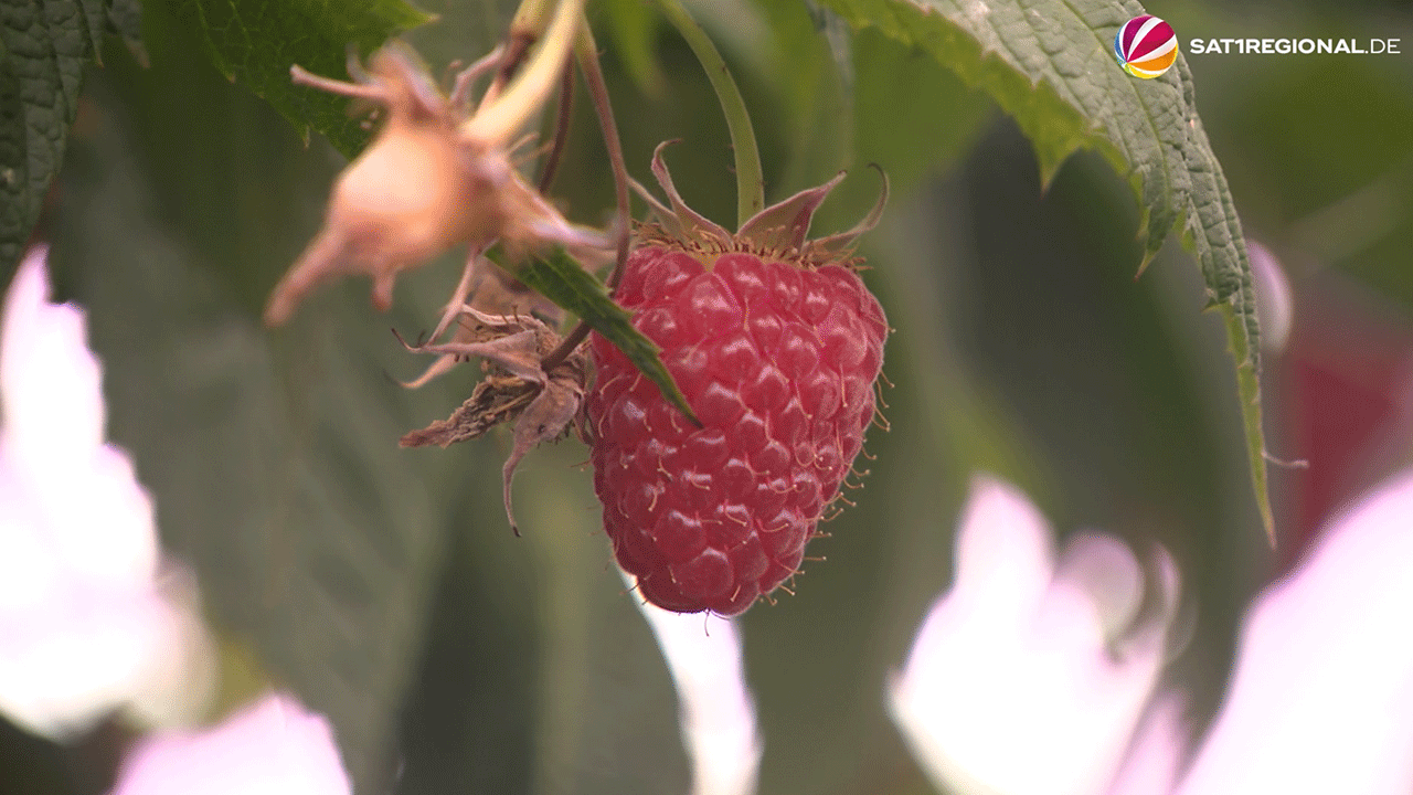 Video: Frühe Himbeeren: So läuft die Ernte in Vechelde