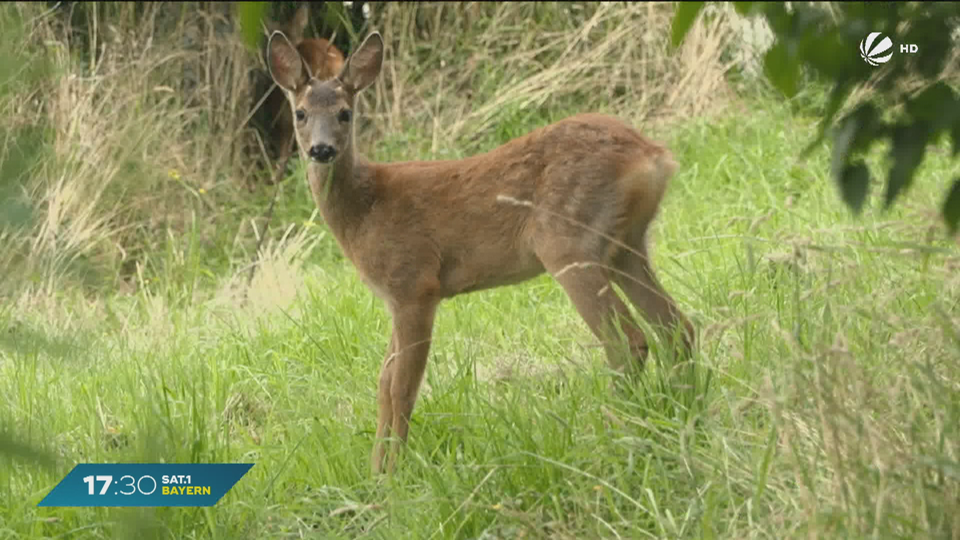 Video: Rehkitz-Retterin aus Leidenschaft: Oberbayerin pflegt verwaiste Wildtiere