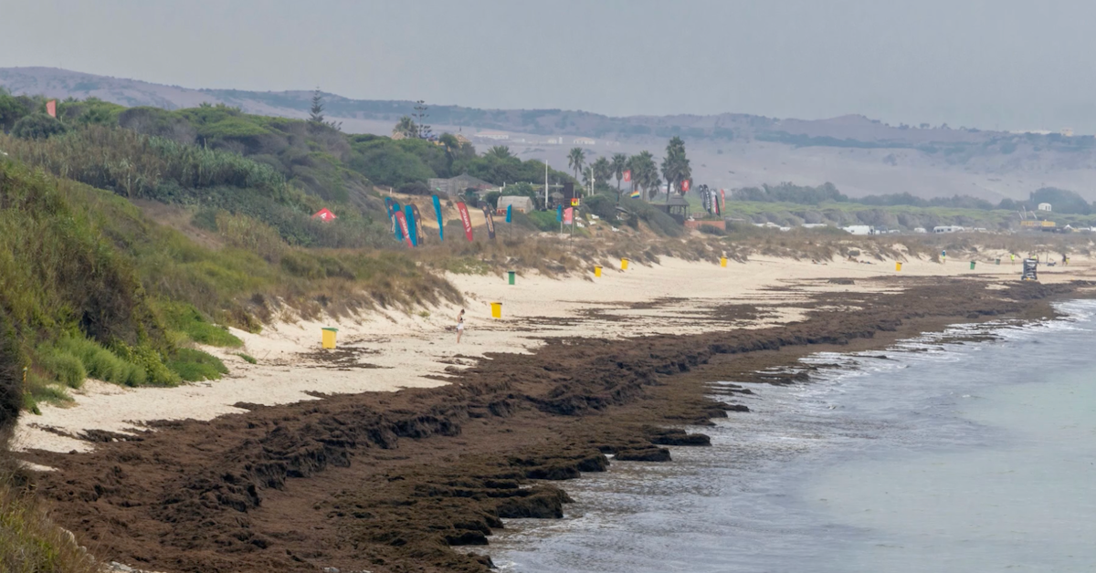 Strand-Alarm in Spanien: „Aggro-Alge“ breitet sich aus