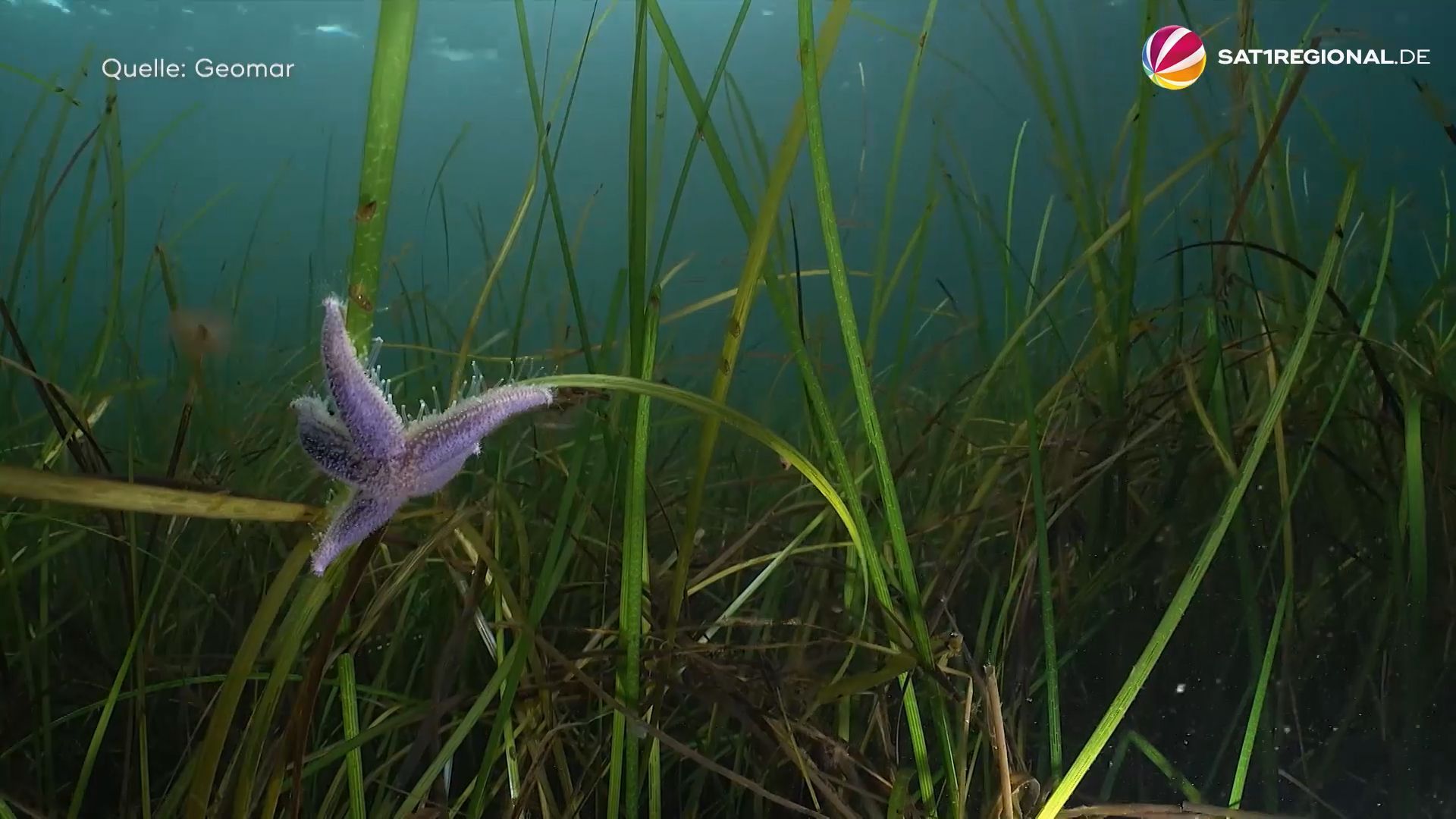Video: Seegraswiesen in der Ostsee: Alleskönner im Kampf gegen den Klimawandel