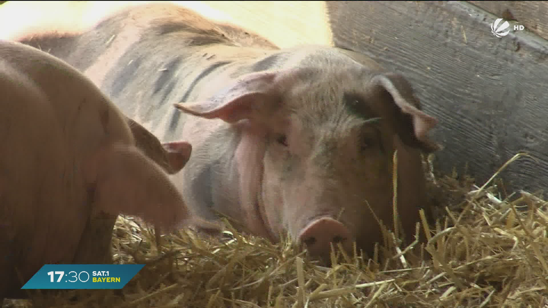 Video: Schweinebestand in Bayern: Leichter Anstieg im Vergleich zum Vorjahr