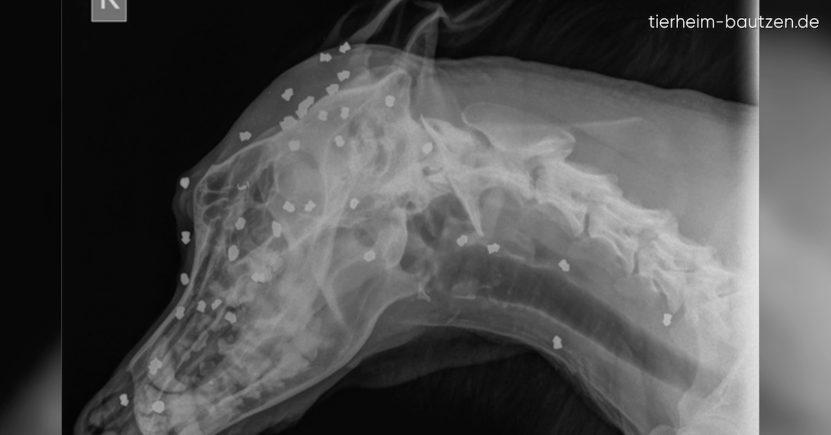 Hund überlebt 42 Kopfschüsse