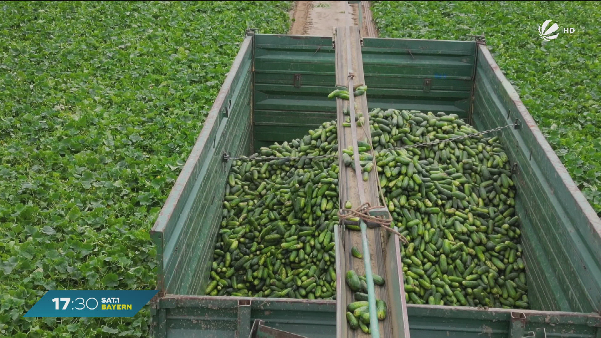 Video: Gurkenernte in Bayern endet mit schwächerem Ergebnis