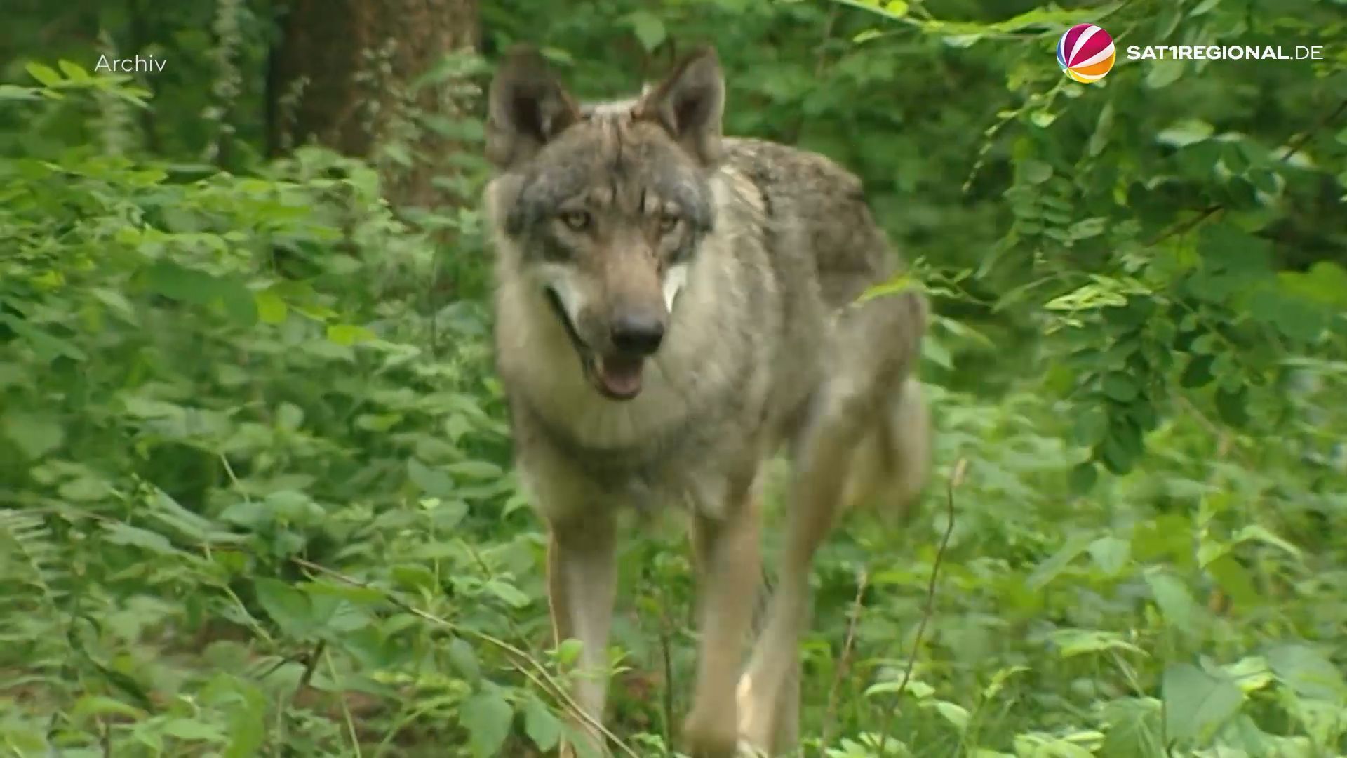 Video: Gericht erlaubt Abschuss von Wolf