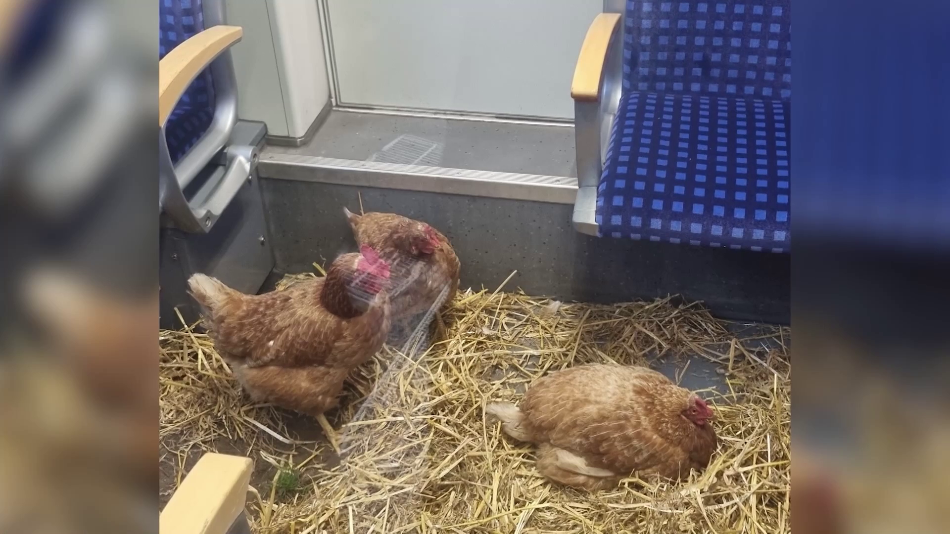 Video: Hühner-Pendler sorgen für Aufsehen