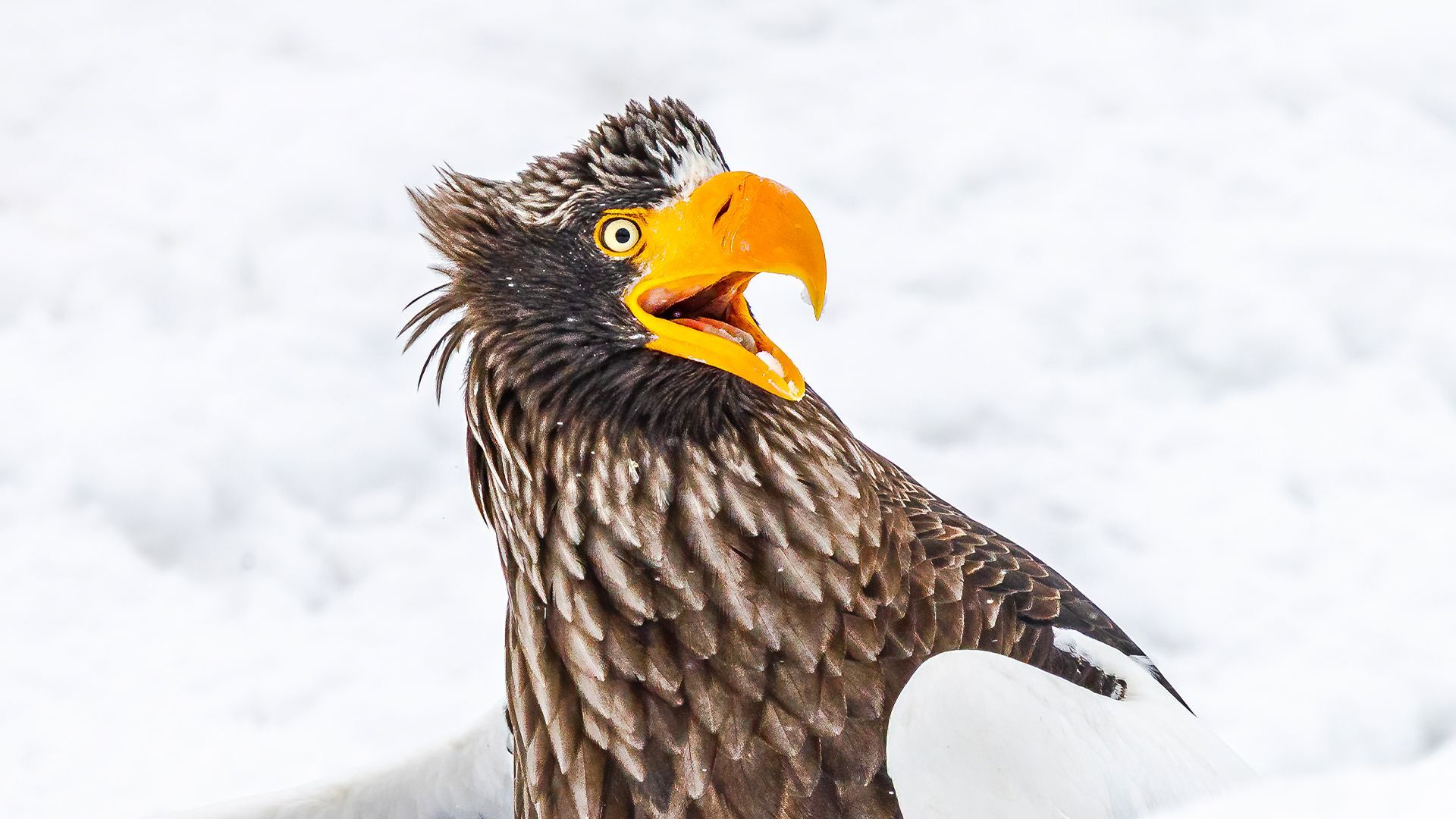 Video: Das sind die lustigsten Tierbilder 2025