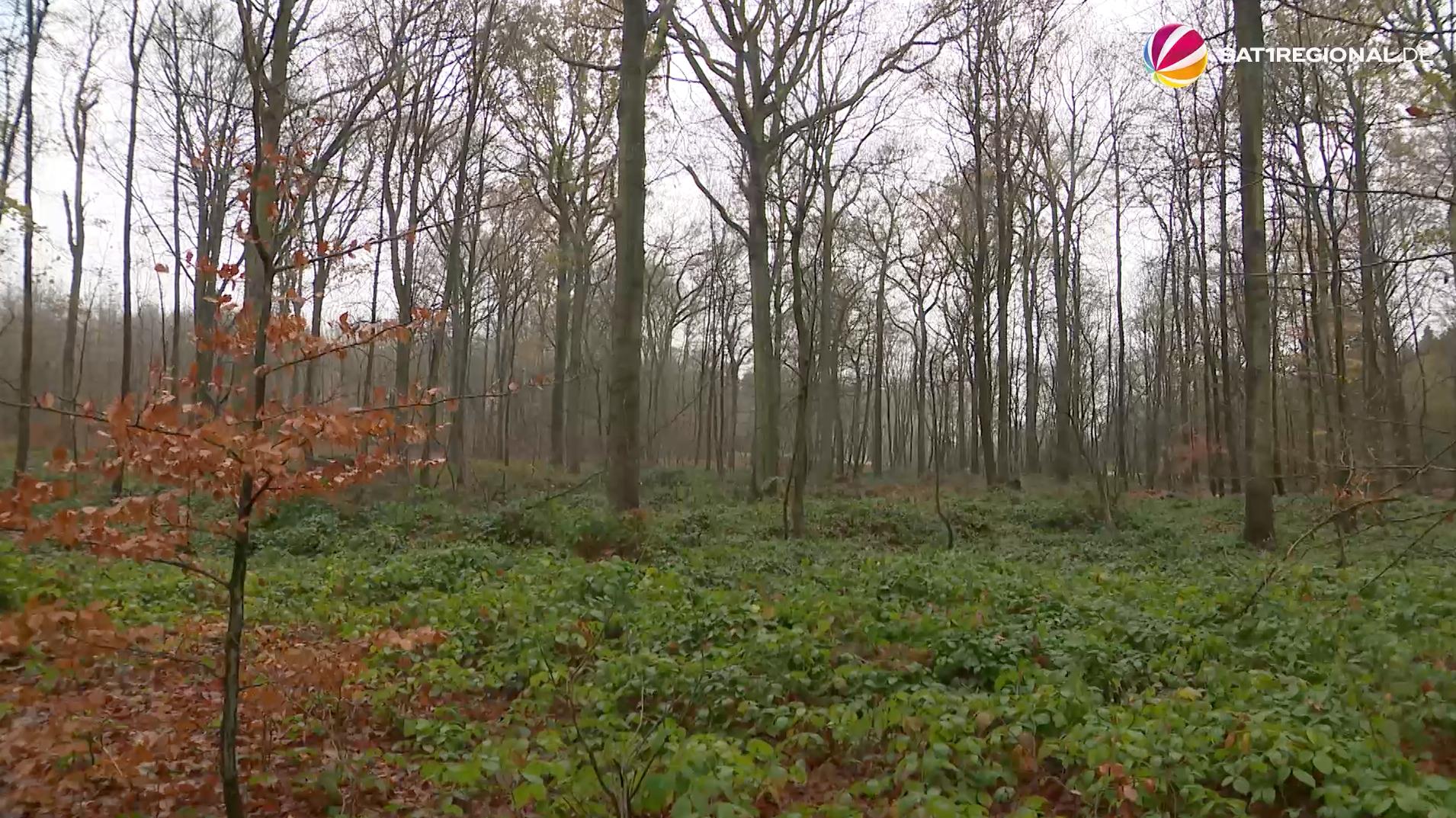 Video: Waldzustandsbericht 2025: Wald in Schleswig-Holstein geht es besser