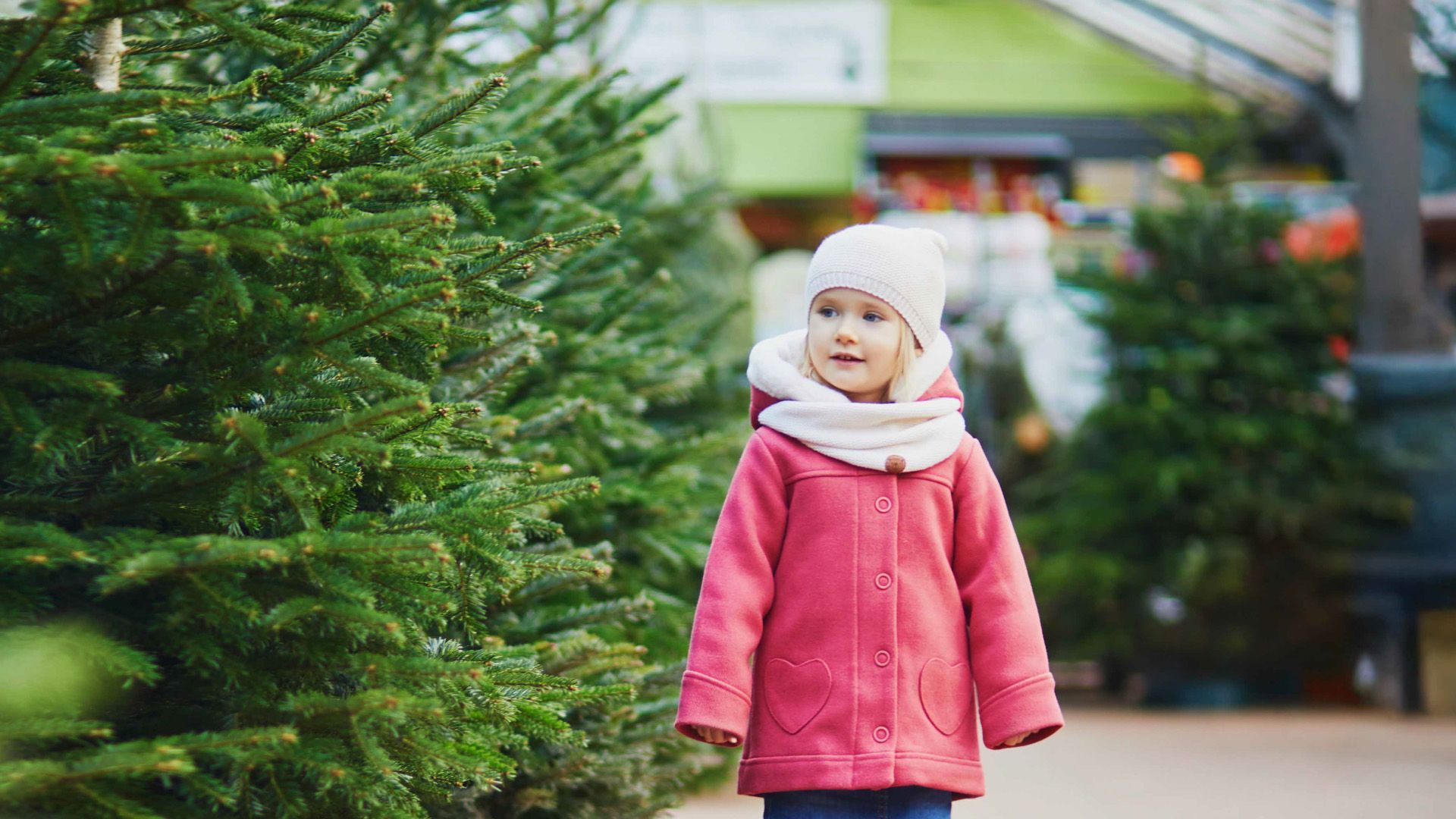 Video: Christbaumkauf: Das muss man beachten