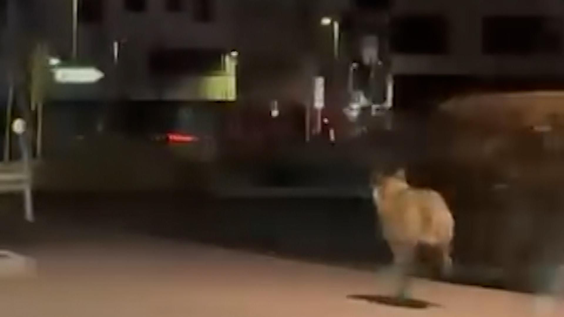 Video: Wolf in Lüdenscheid gesichtet