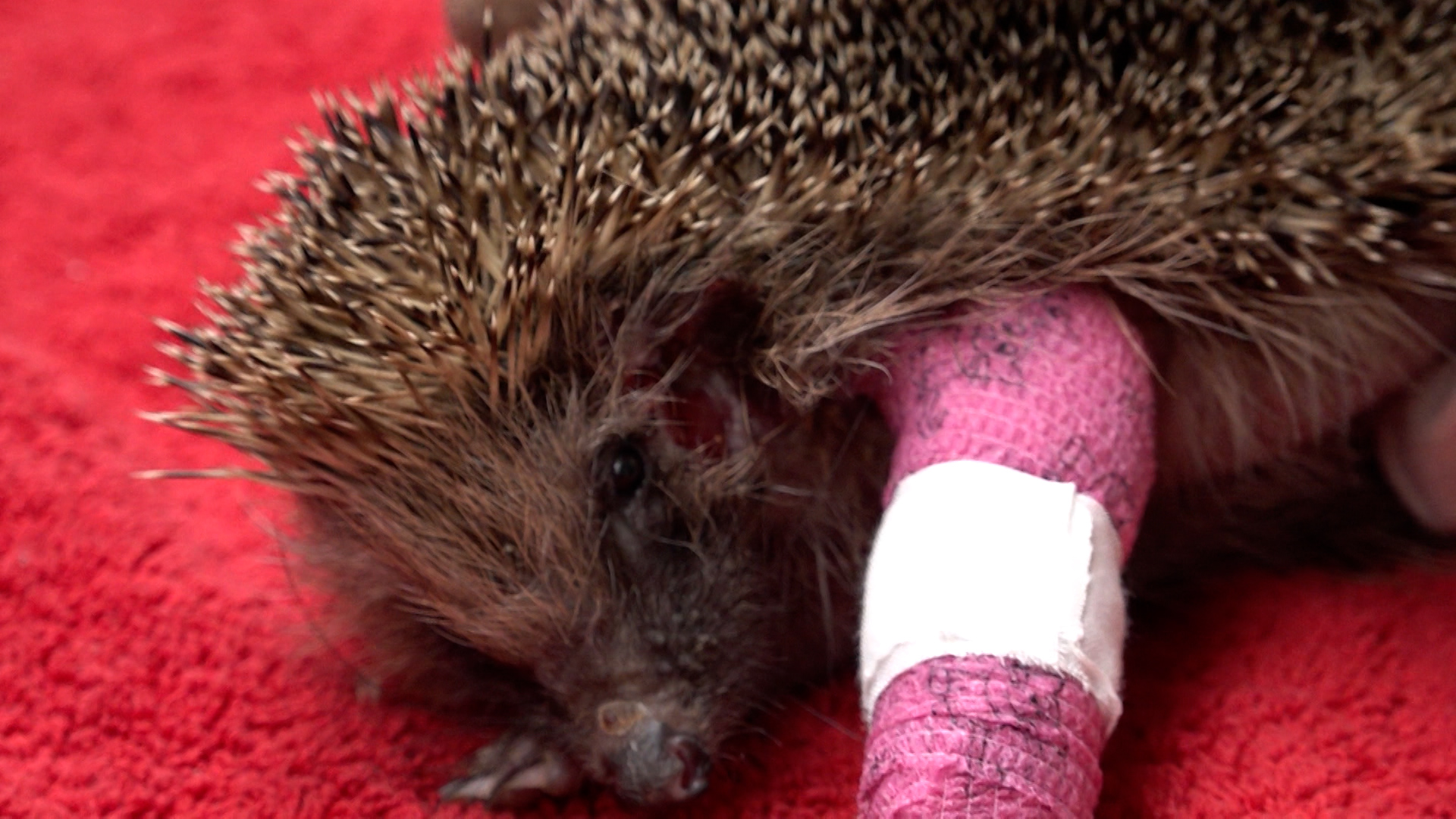 Video: Mähroboter gefährden Igel in NRW