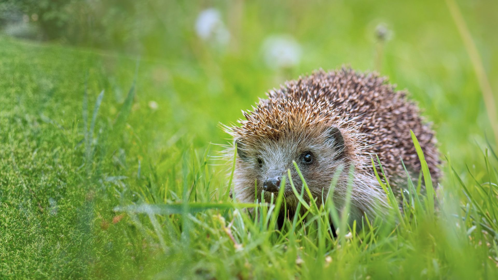 Video: Mähroboter sollen nur tagsüber arbeiten