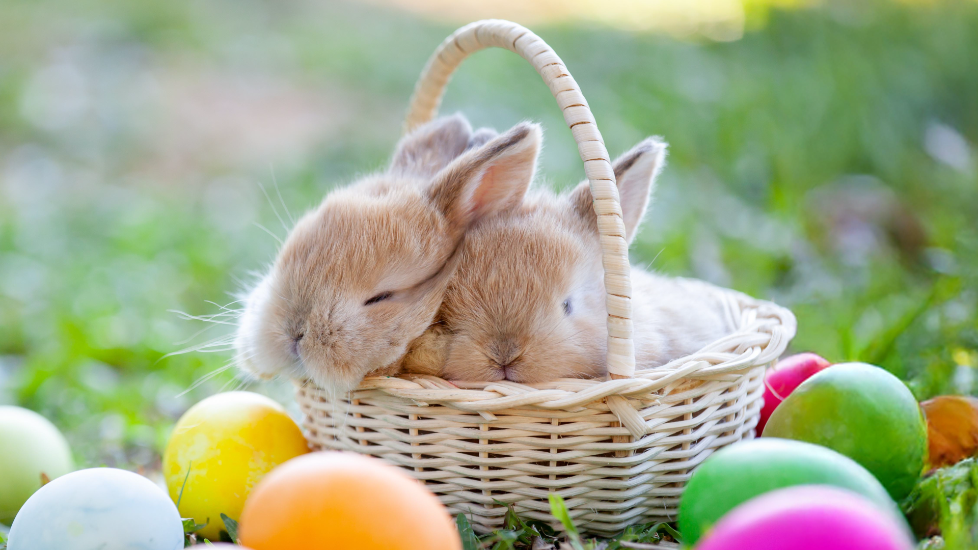 Video: Tierschützer warnen vor Kaninchen-Geschenken