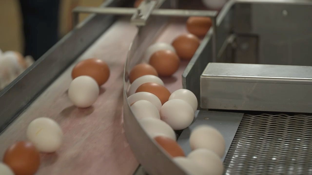 Video: Geflügelseuchen und Ernährungssicherheit: Auswirkungen auf Bayern