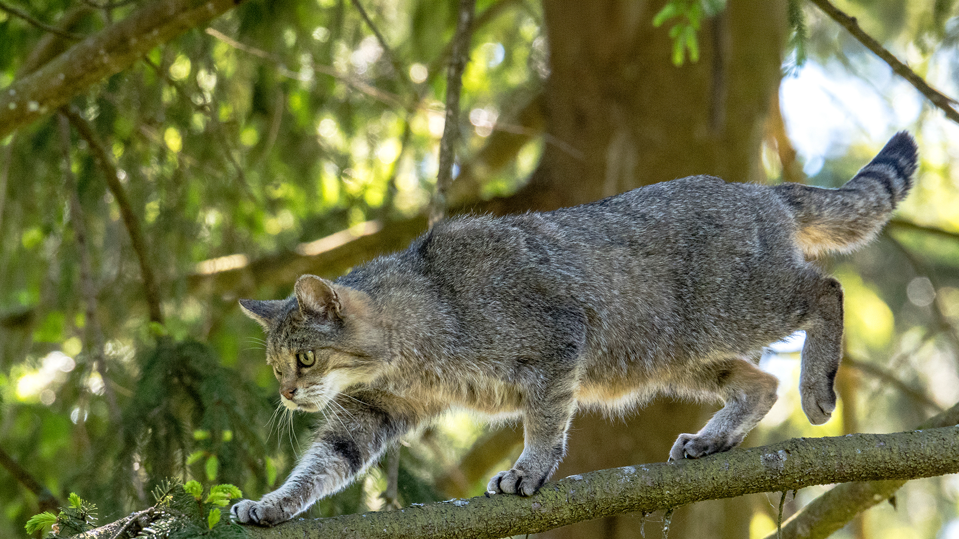 Video: Vorsicht: Das ist keine Hauskatze
