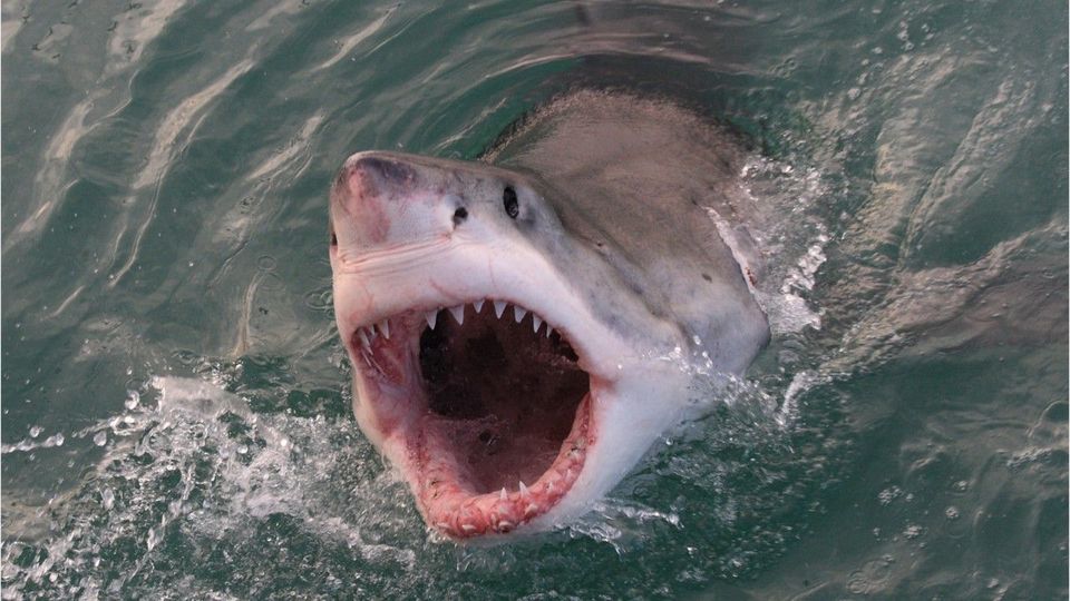 Zahn im Bein: Surfer wird von Hai attackiert