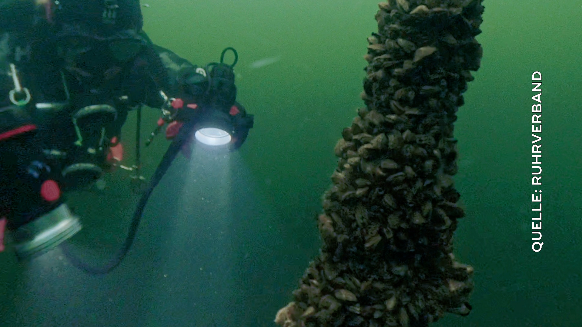 Video: Quaggamuschel breitet sich am Möhnesee aus