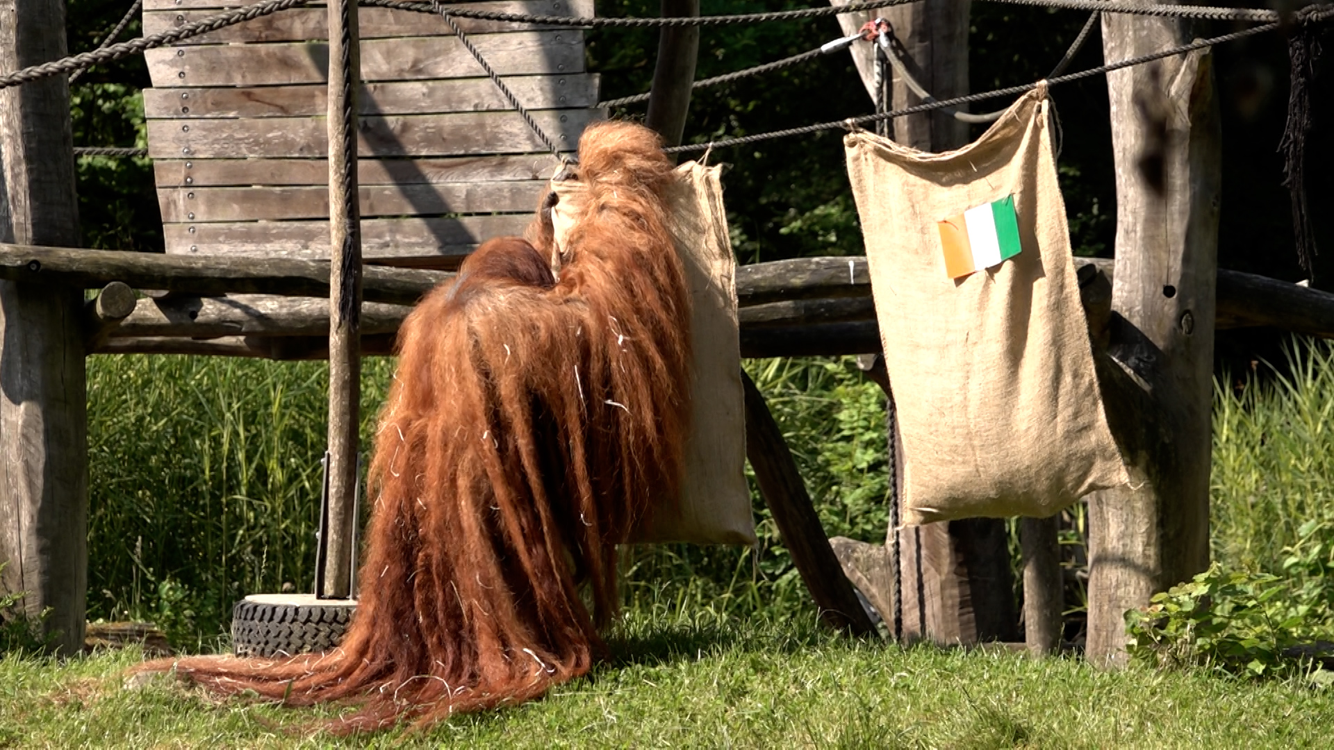 Video: Orang-Utan Walter tippt auf Deutschland-Sieg