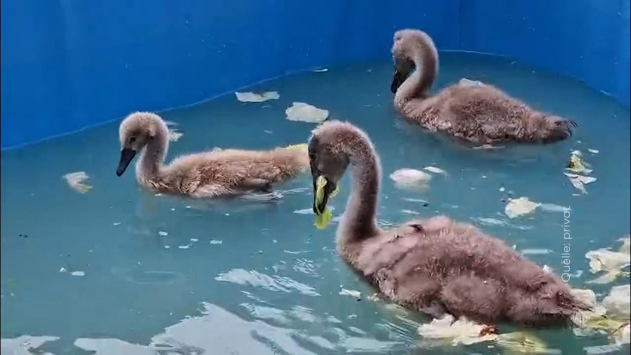Video: Kleiner Schwan ganz allein: Happy-End für „Schnuffel-Fips”