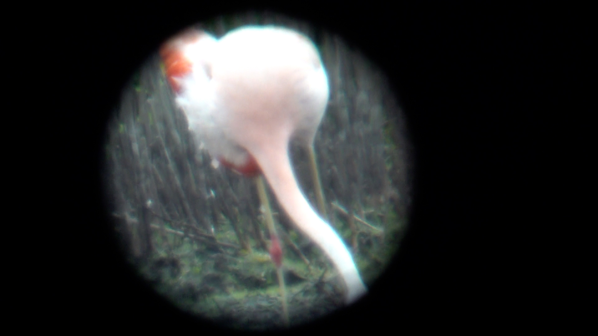 Video: Urlaubsziel? Flamingos in Vreden!